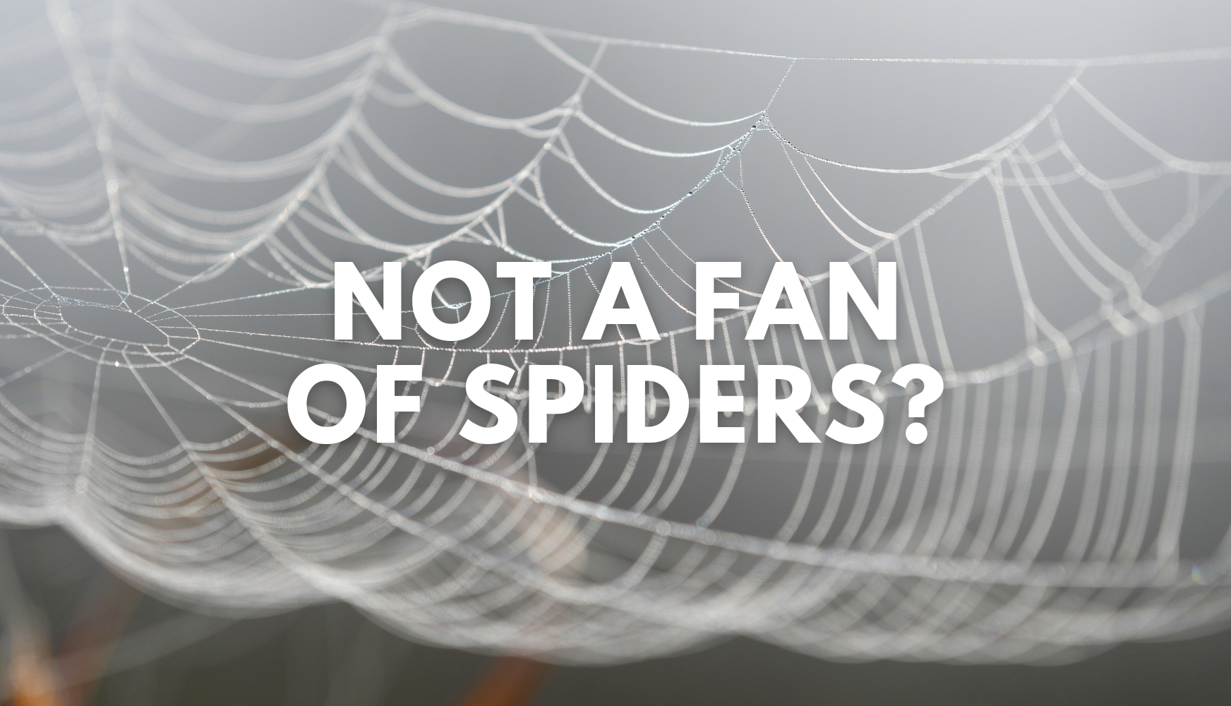 How to Maintain a Spider-free Home and Control their Webs