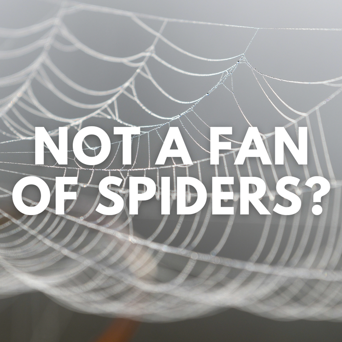How to Maintain a Spider-free Home and Control their Webs