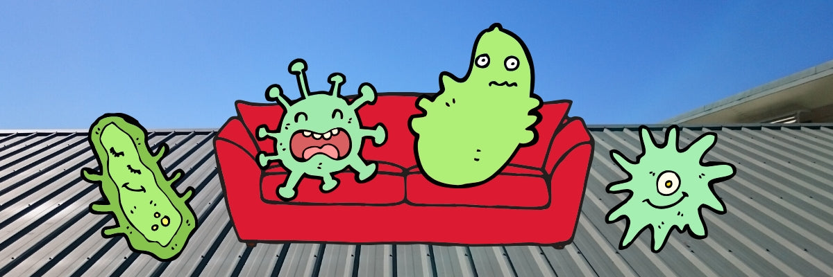 Had a lot of rain? Learn how to stop the fungi-party.
