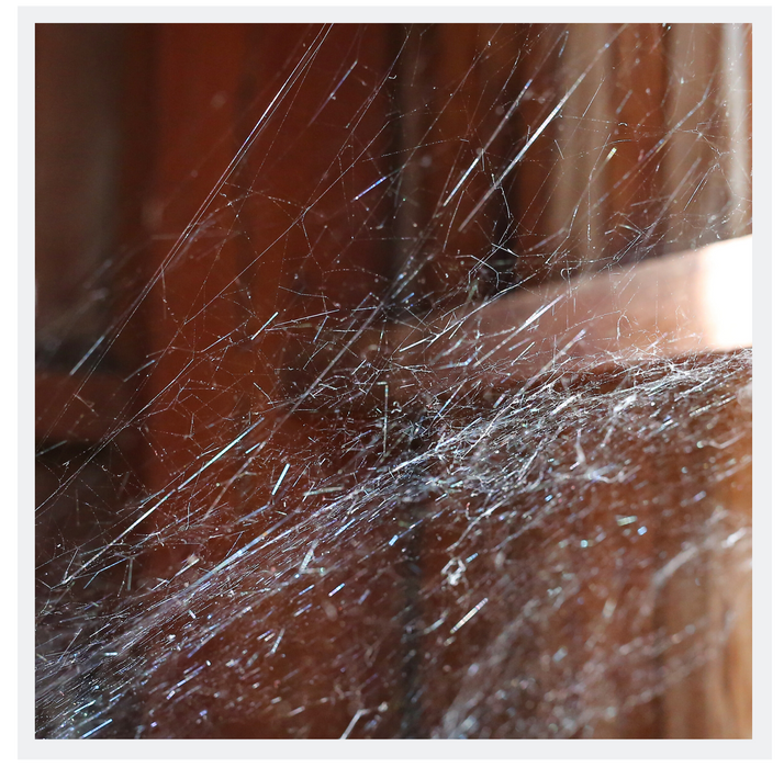 Miss Muffet's Revenge 2L - Exterior Spider Repellent