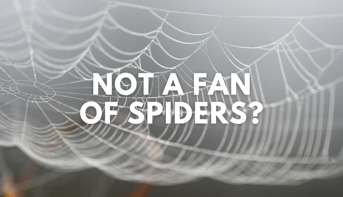 How To Maintain A Spider Free Home And Control Their Webs Wet