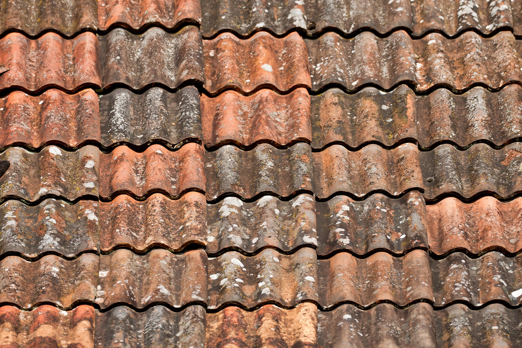 Lichen or black mould on your roof?