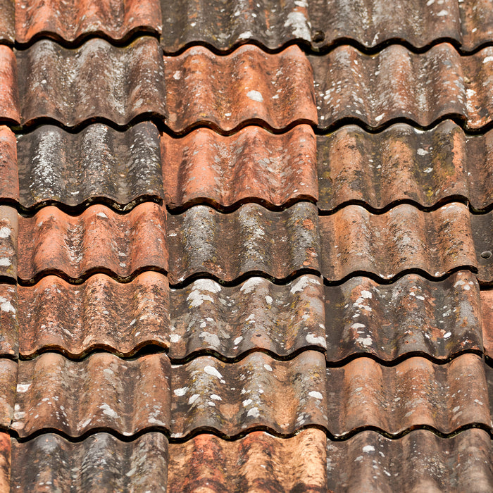 Lichen or black mould on your roof?