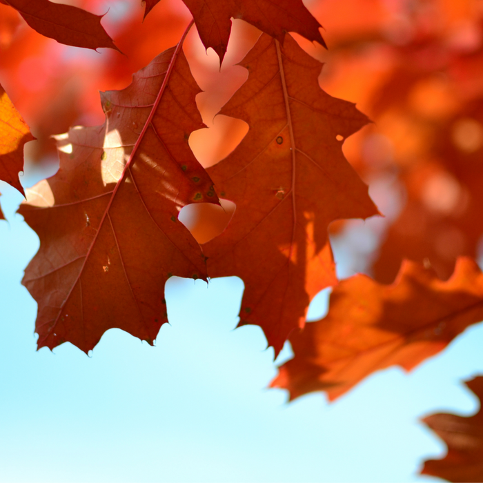 Handy hints for autumn cleaning jobs