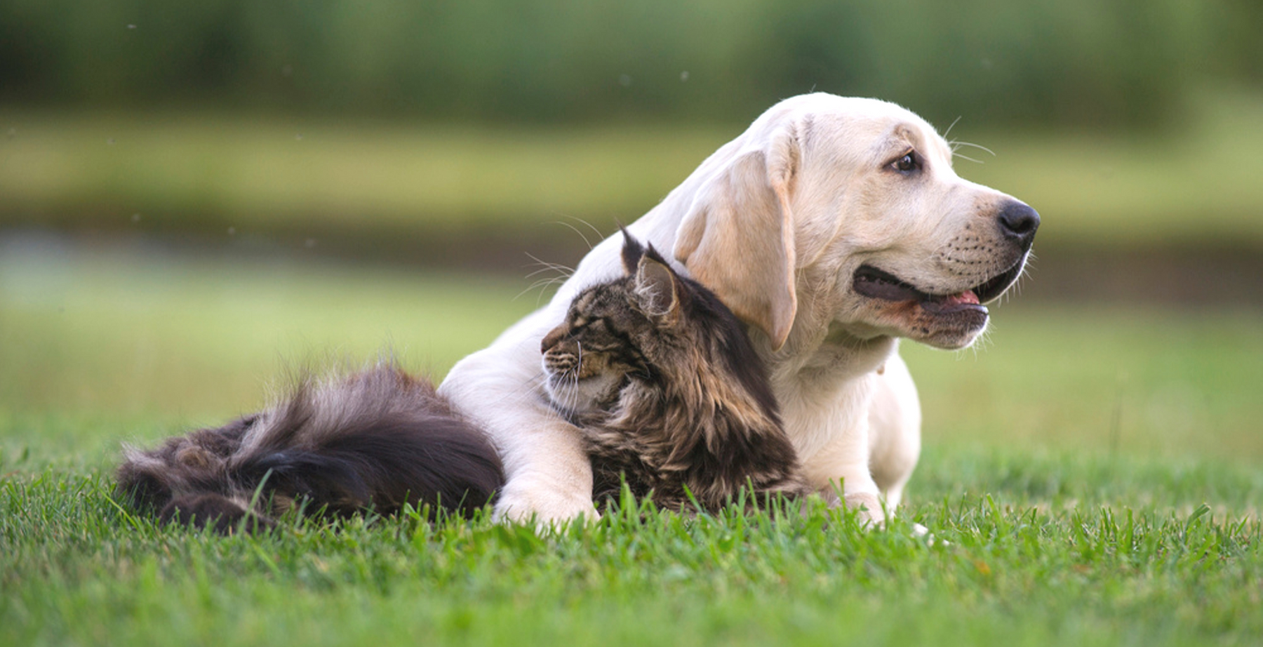 Wet & Forget: Safe around Pets, Plants, and Lawns