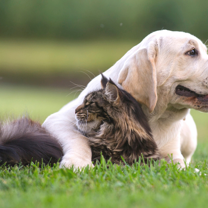 Wet & Forget: Safe around Pets, Plants, and Lawns