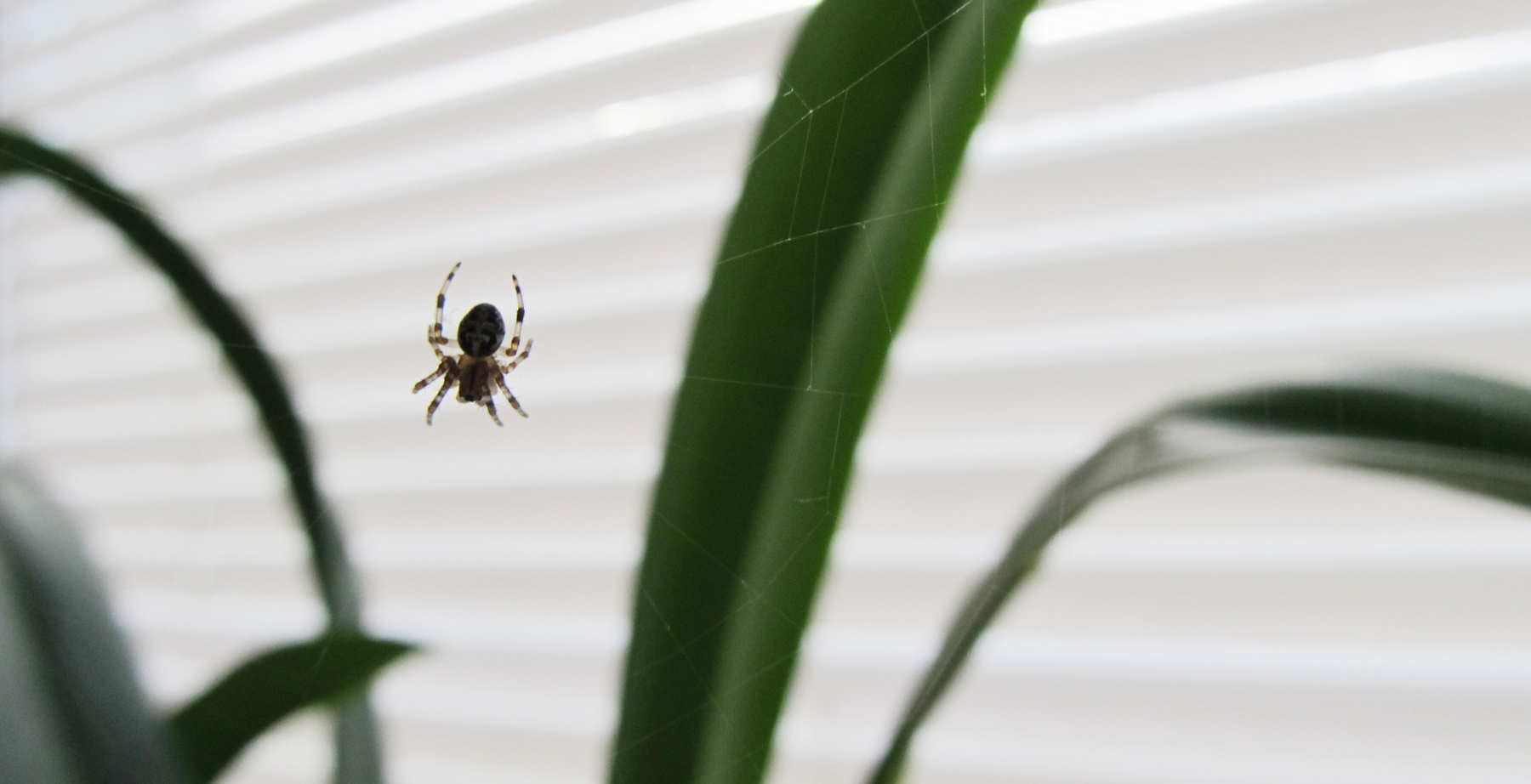 Common house spiders you may see around your home